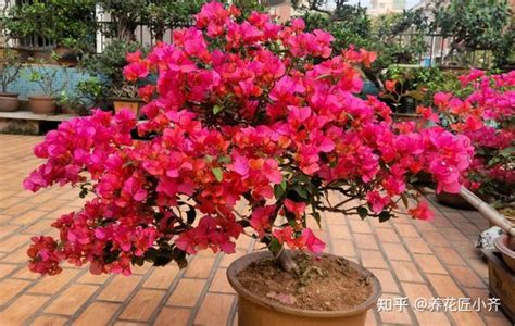 四季常開的花|盘点18种四季开花植物，只要一个“条件”合适，就能全年花开不断